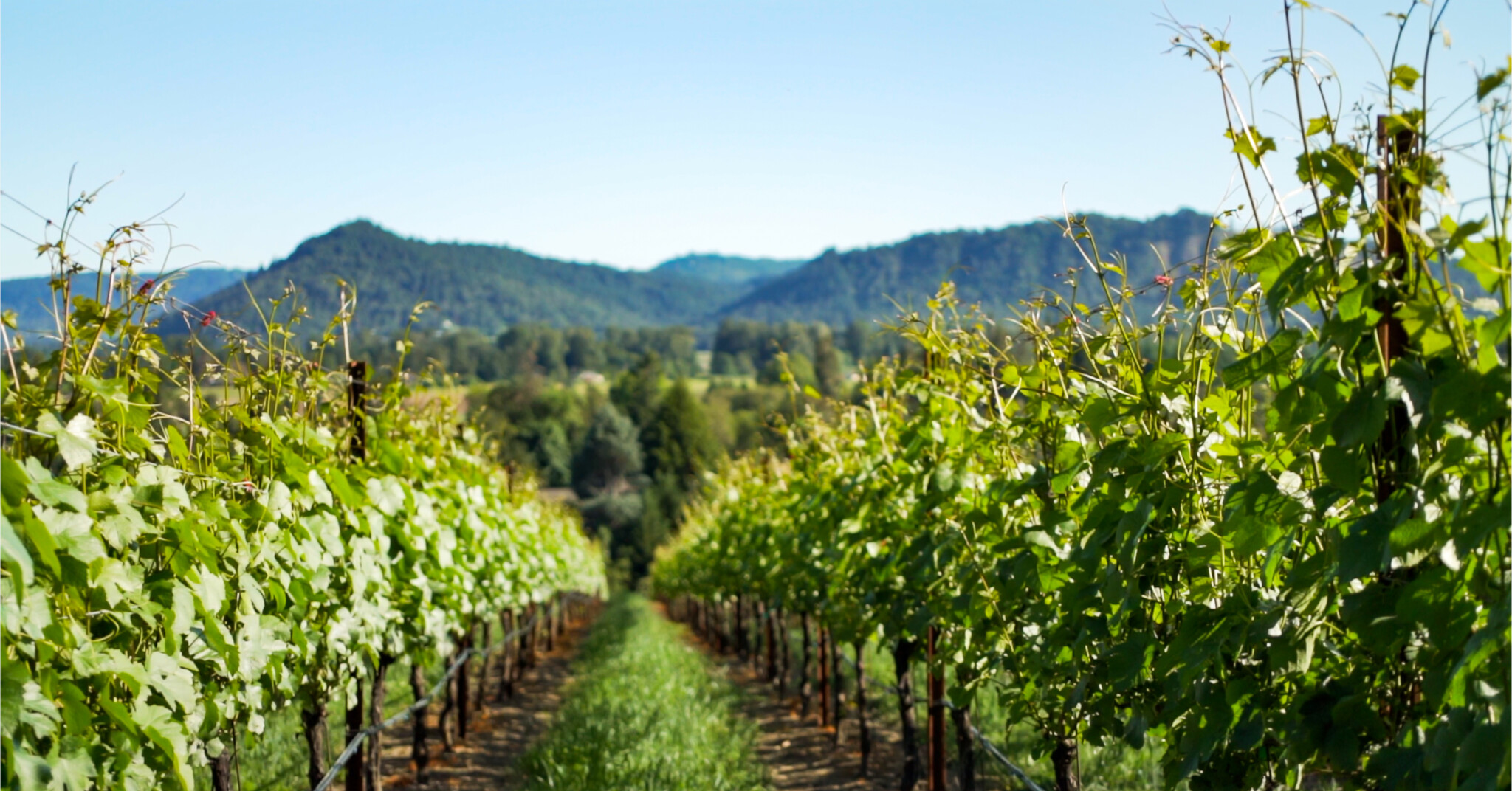 Vineyard rows stretching toward forested hills in Oregon's Umpqua Valley