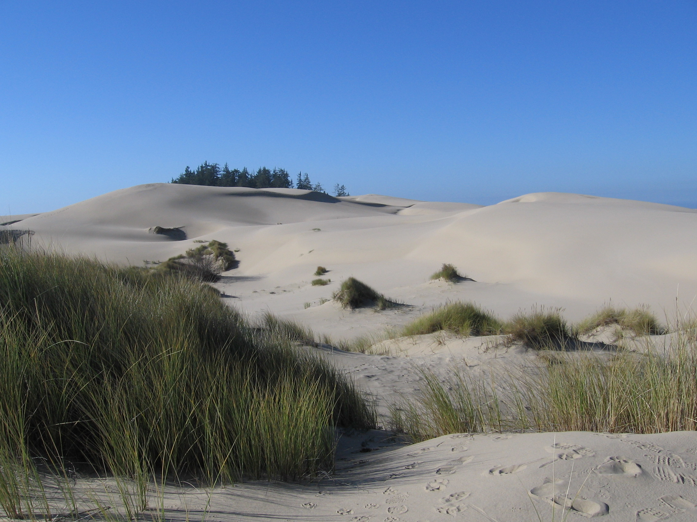 Sand dunes and beach grass near Florence, Oregon
