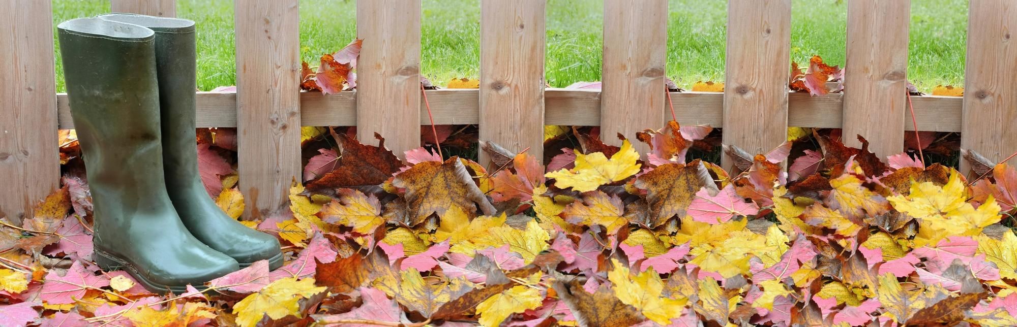 Green rubber boots by a wood fence in fallen maple leaves