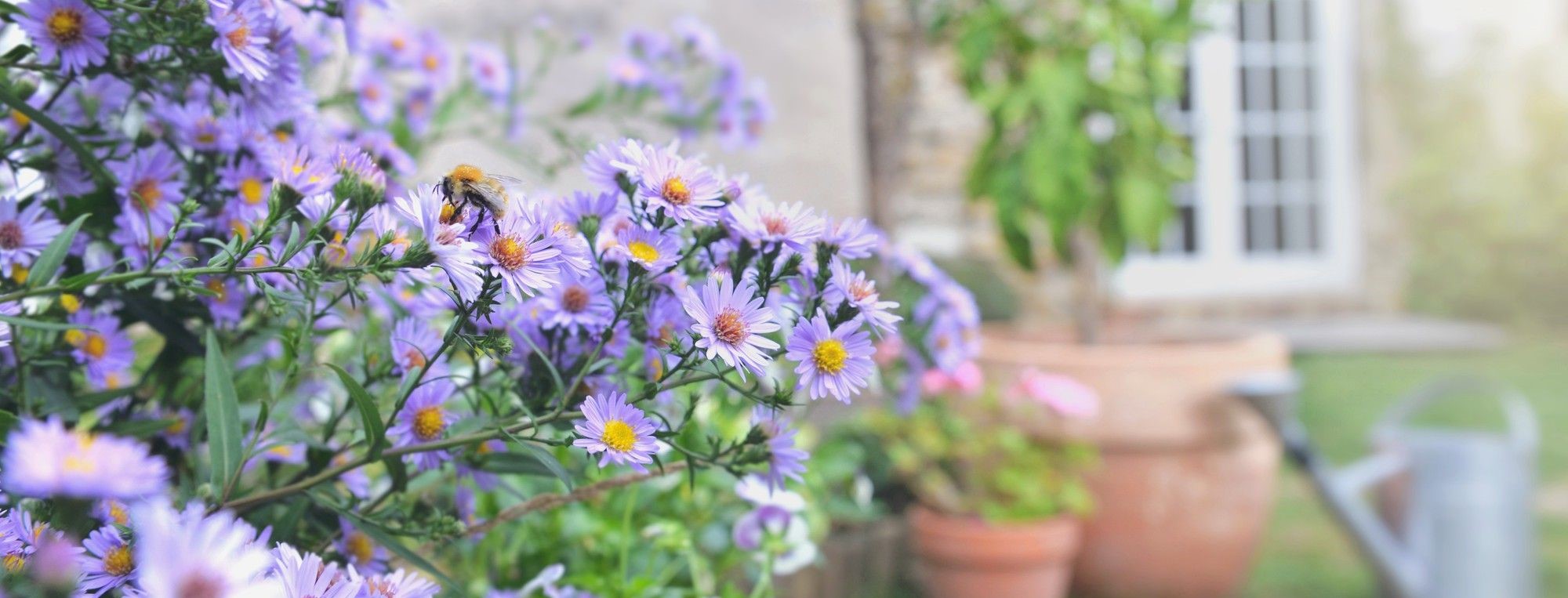 Bumblebee on purple asters with terracotta pots by a house