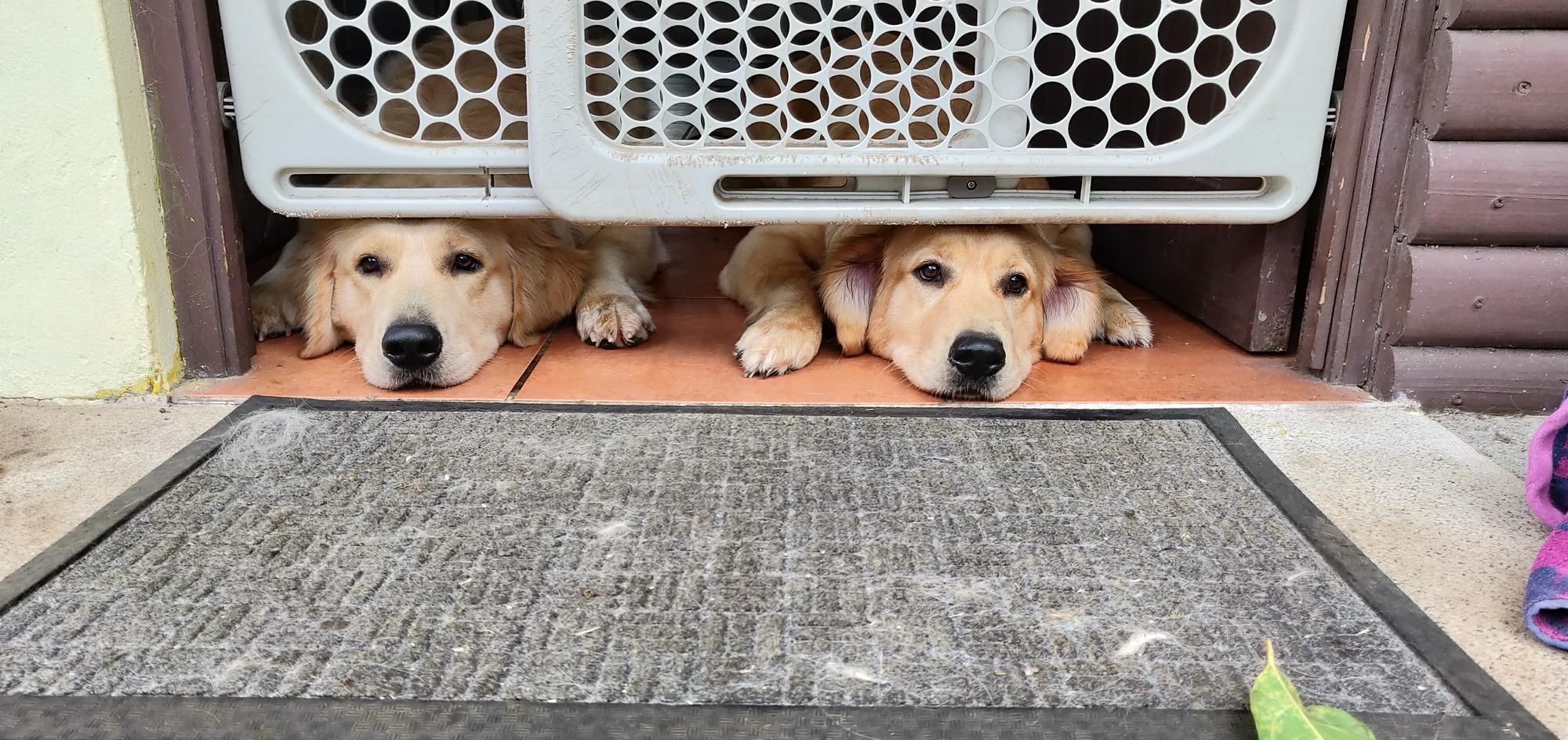 Two golden dogs looking under a baby gate