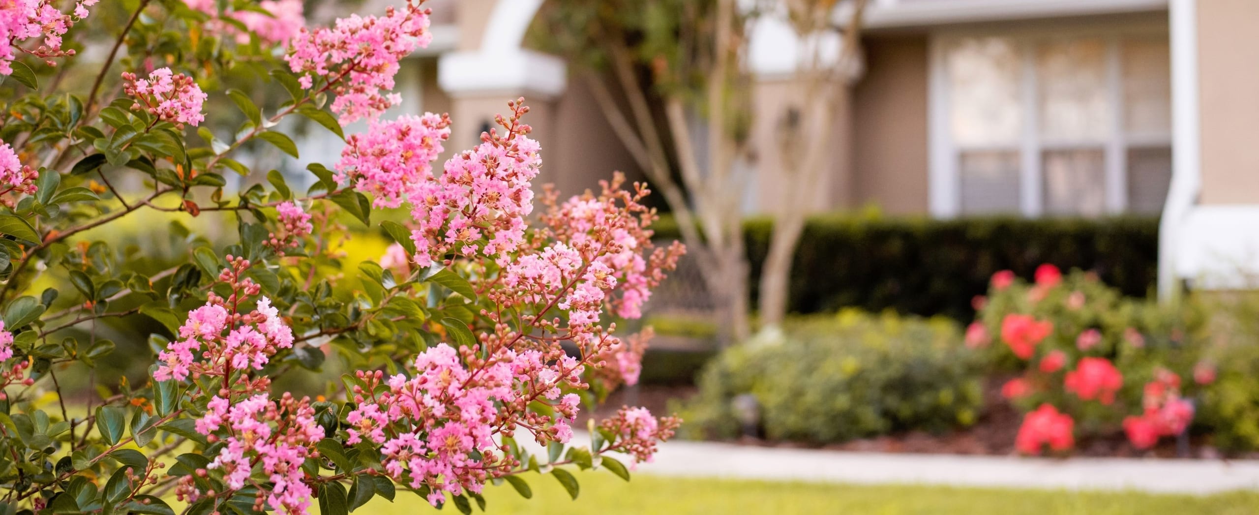 Pink flowers blooming in front of a house