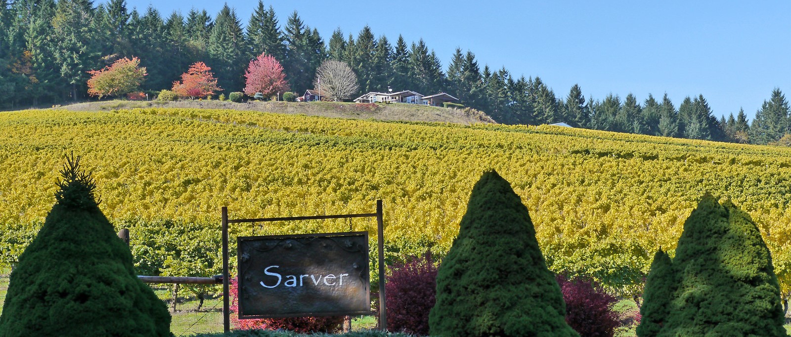 Sarver Winery sign in front of a hillside vineyard
